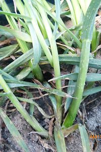 Mehltau Triticale