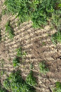 Mausbefall in Zwischenfrucht (Foto: E. Winkelheide)