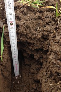 Mit dem Wumaki können die Köder bis 25cm tief in die Erde gelegt werden (Foto: E. Winkelheide)