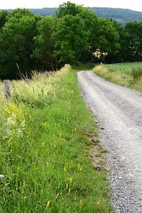 Wegrain mit hohem Gras und Wildpflanzen. Idealer Platz für Insekten und Kleintiere.