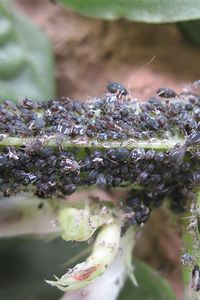 Schwarze Bohnenläuse (Foto: E. Winkelheide)
