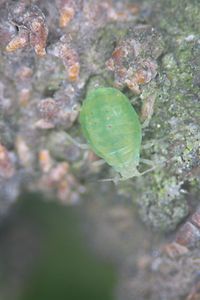 Apfelgraslaus
