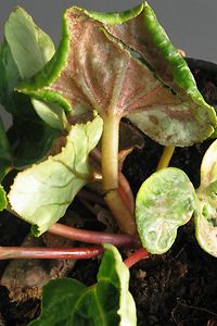 Cyclamen_Weichhautmilben-Blatt