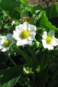 Erdbeerblüte