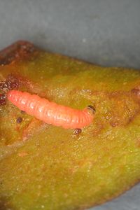 Pflaumenwicklerlarve