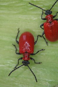 Lilienhähnchenkäfer2