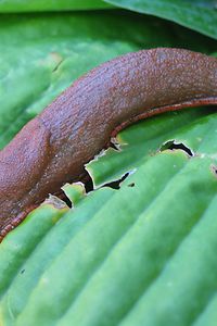 Nacktschnecke
