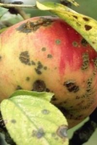Apfelschorf an Blatt und FRucht
