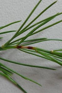 Stemphylium-Laubkrankheit an Spargel