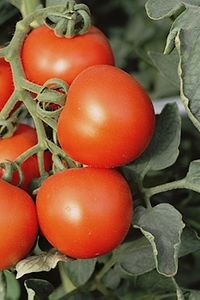 Tomate