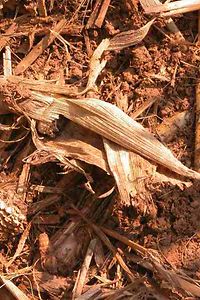 Fusarium Befallsfödrende Bedingungen