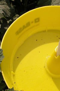 Gelbschale im Herbst