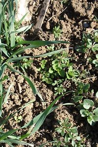Ackerbegleitflora in Wintergetreide