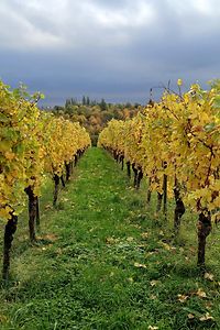 Teaser Warndienst Weinbau