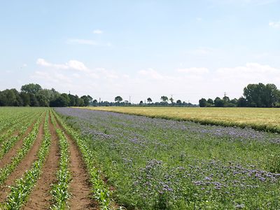 Ackerbau  Saatgut fr biodiversittsfreundliche Brach- und Biogasflchen  zu verschenken! | ISIP