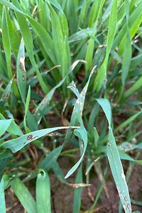 Rhychosporium_Gerste_Trometer