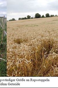 Windenbesatz wird zum Problem Foto Cerbe LWA Bruchsal