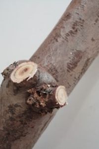Thujaborkenkäfer