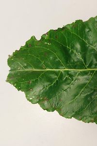 Cercospora_Czaja (2)